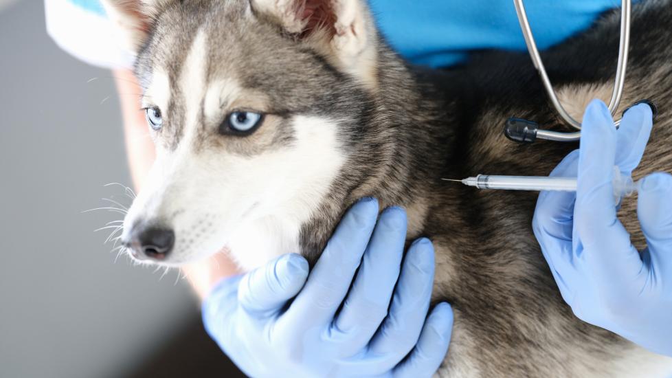 rabies vaccine for dogs; a dog is given a vaccine by a veterinarian.